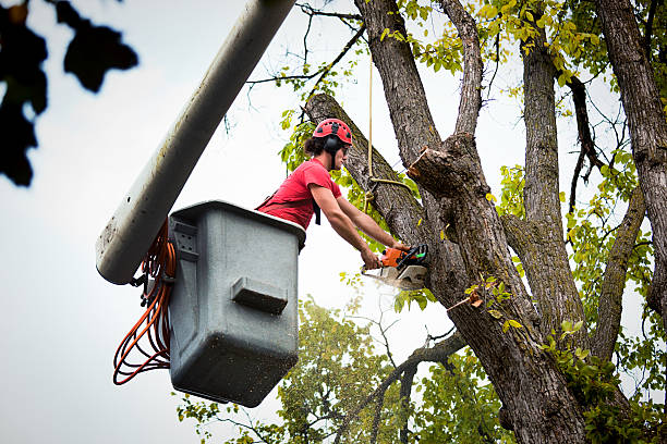 Best Tree Trimming and Pruning  in Red Oak, TX